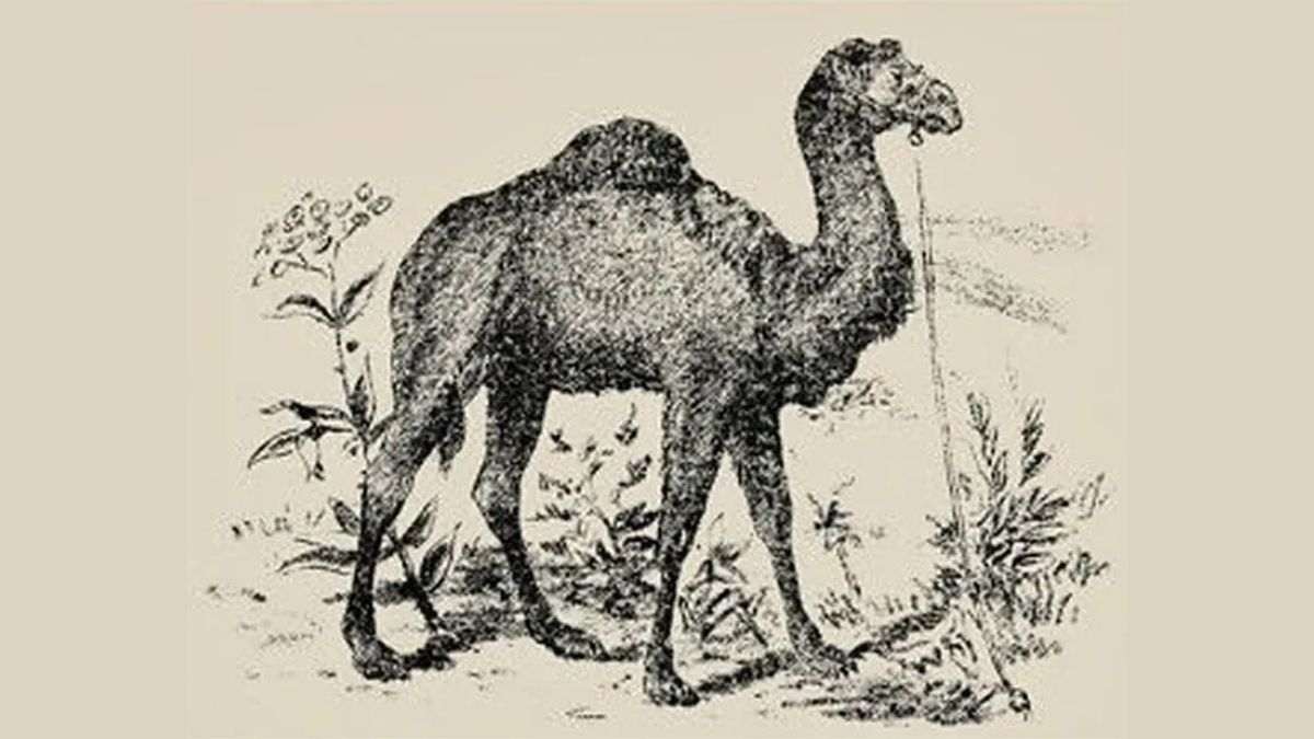 Only 1% of people could spot the hidden man within 13 seconds in this optical illusion. Can you? 